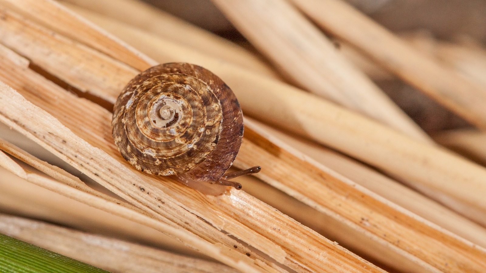 Bishop Museum welcomes endangered land snails