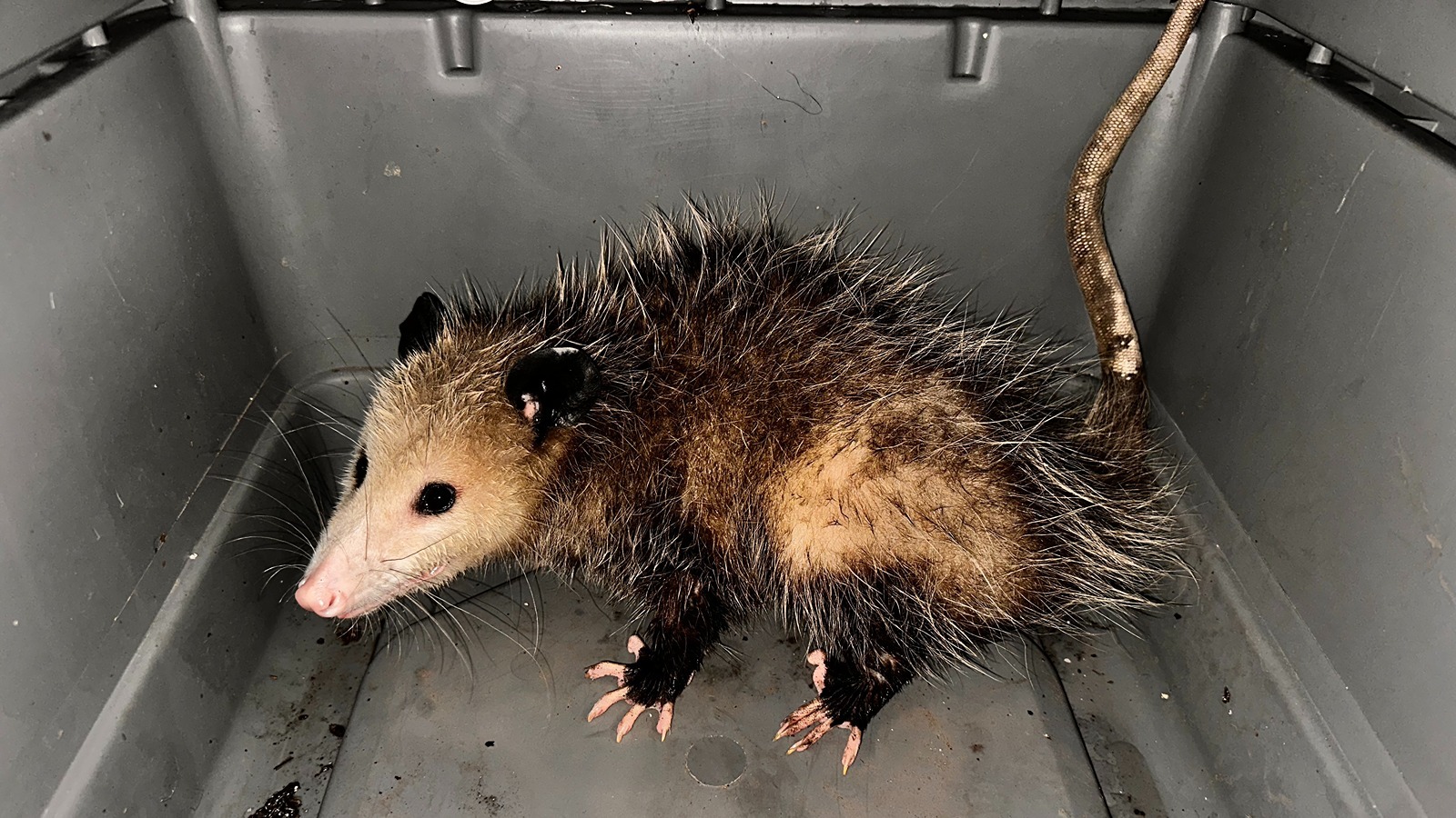 Two opossums caught Tuesday at Honolulu Harbor