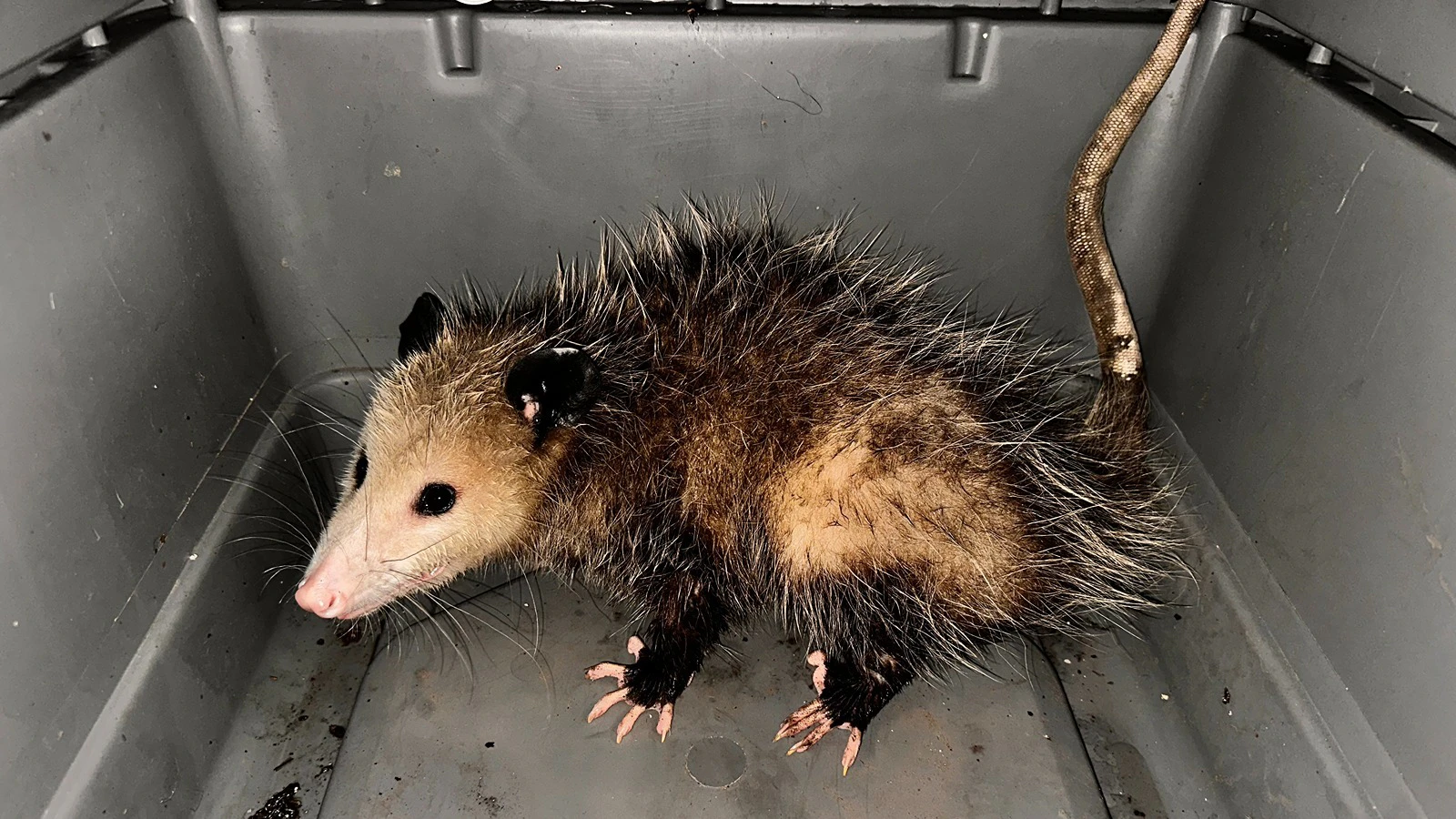 The opossum caught Oct. 21 at Honolulu Harbor Pier 1