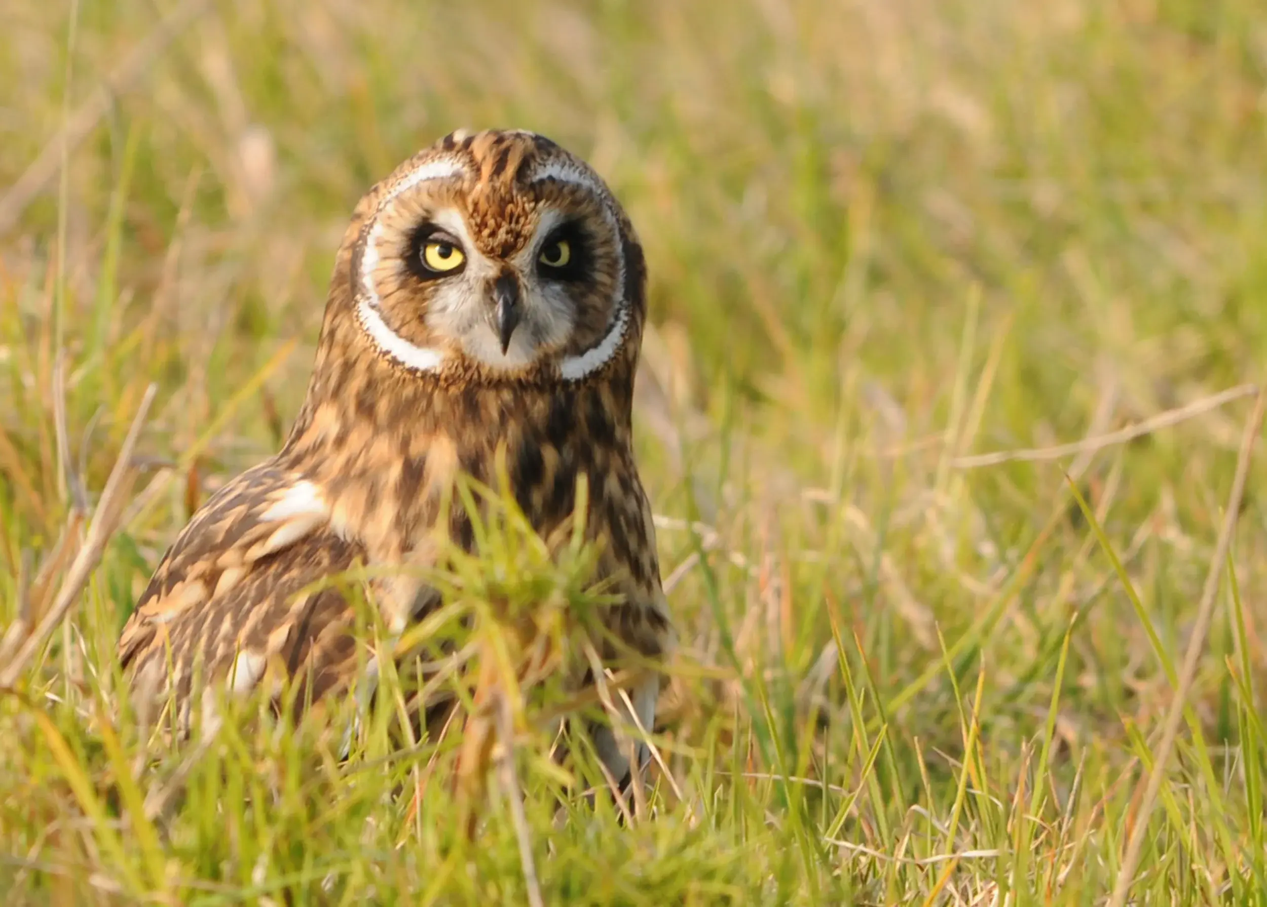 PHOTOS OF HAMAKUA KOA CASE STUDY, COURTESY OF HLH, LLC