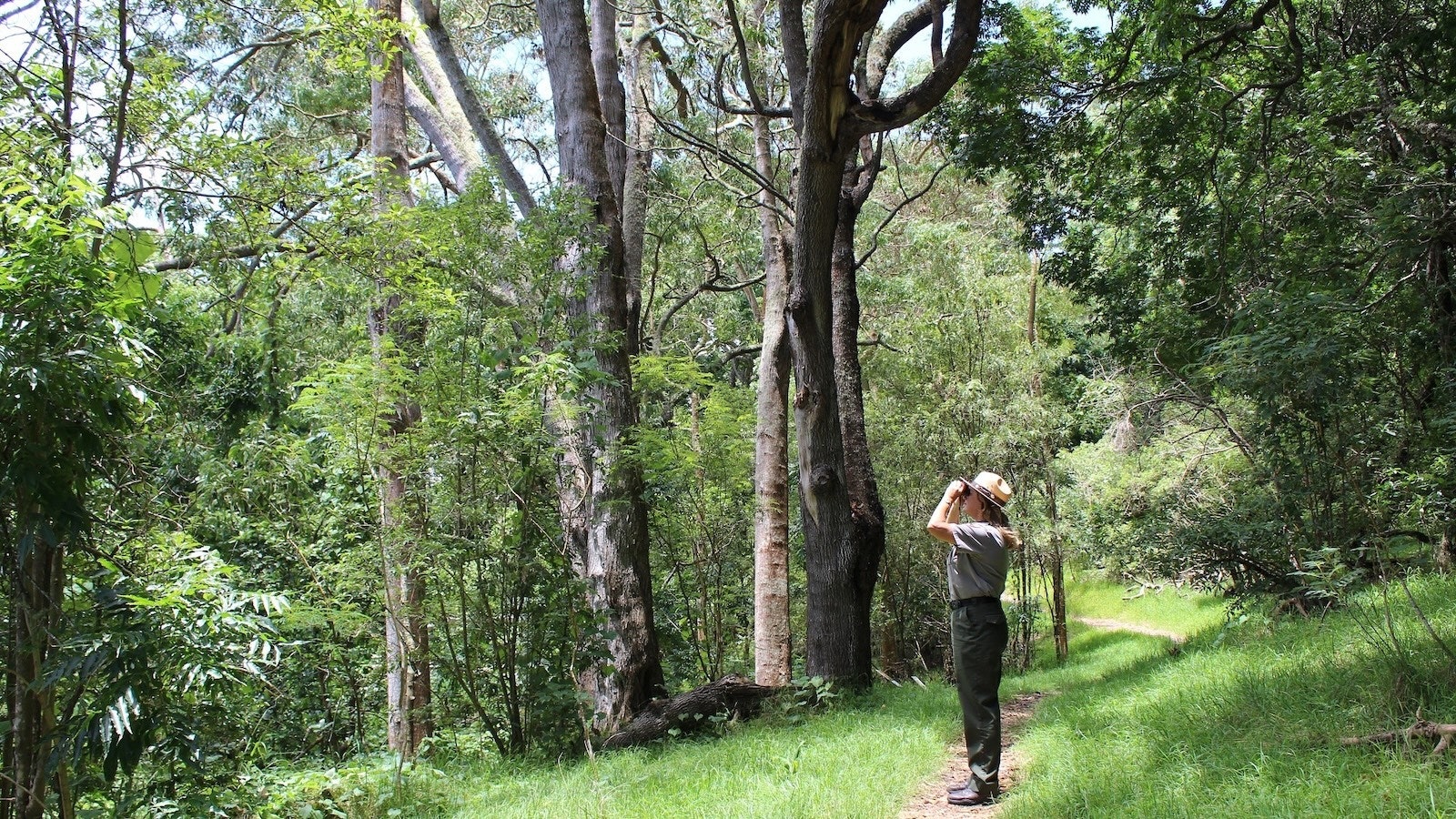 A ranger looks for birds on the Kīpukapuaulu trail in Hawai‘i Volcanoes National Park.