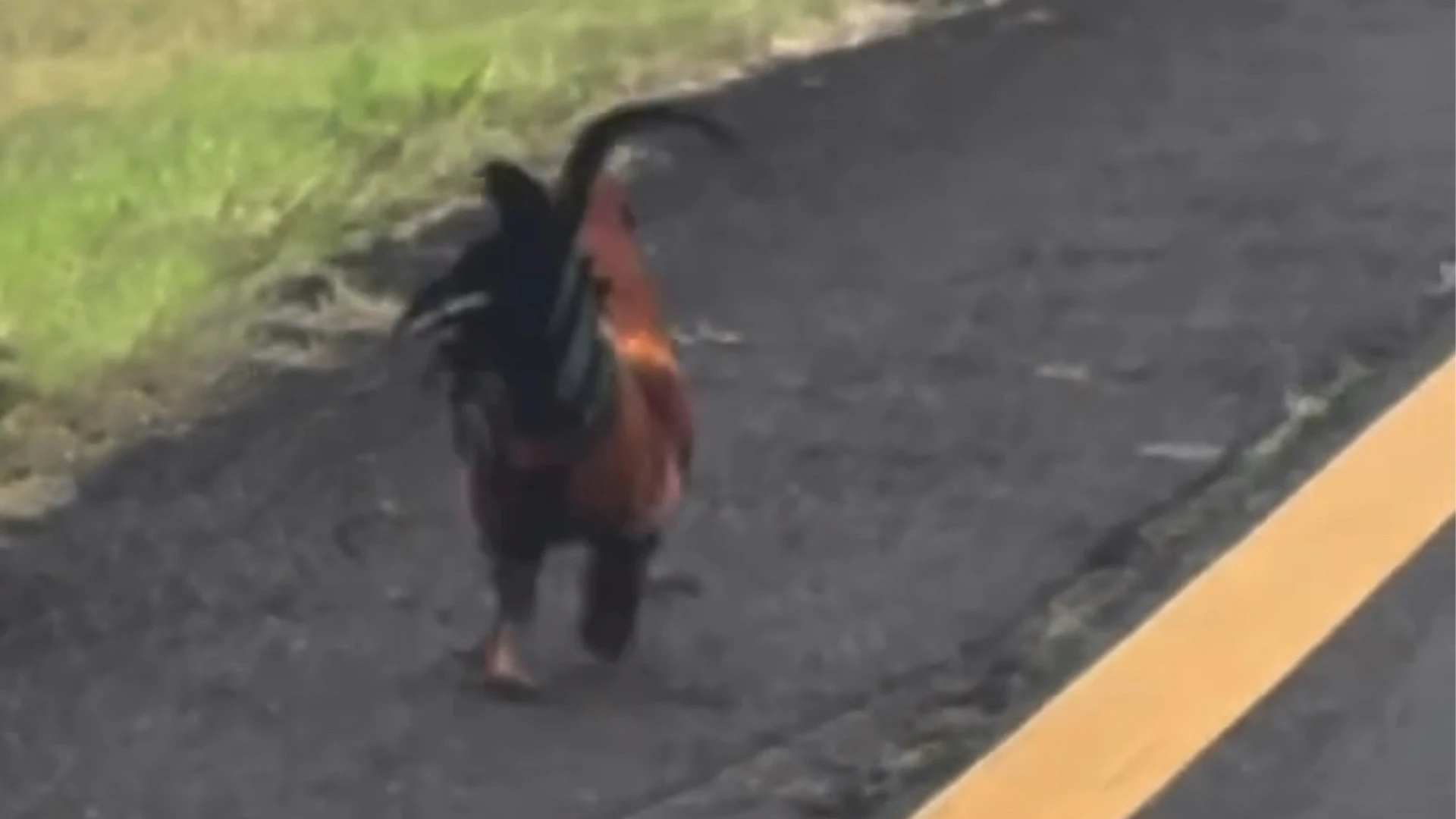 Hawai‘i Scene on Social: Why did the chicken cross the road?