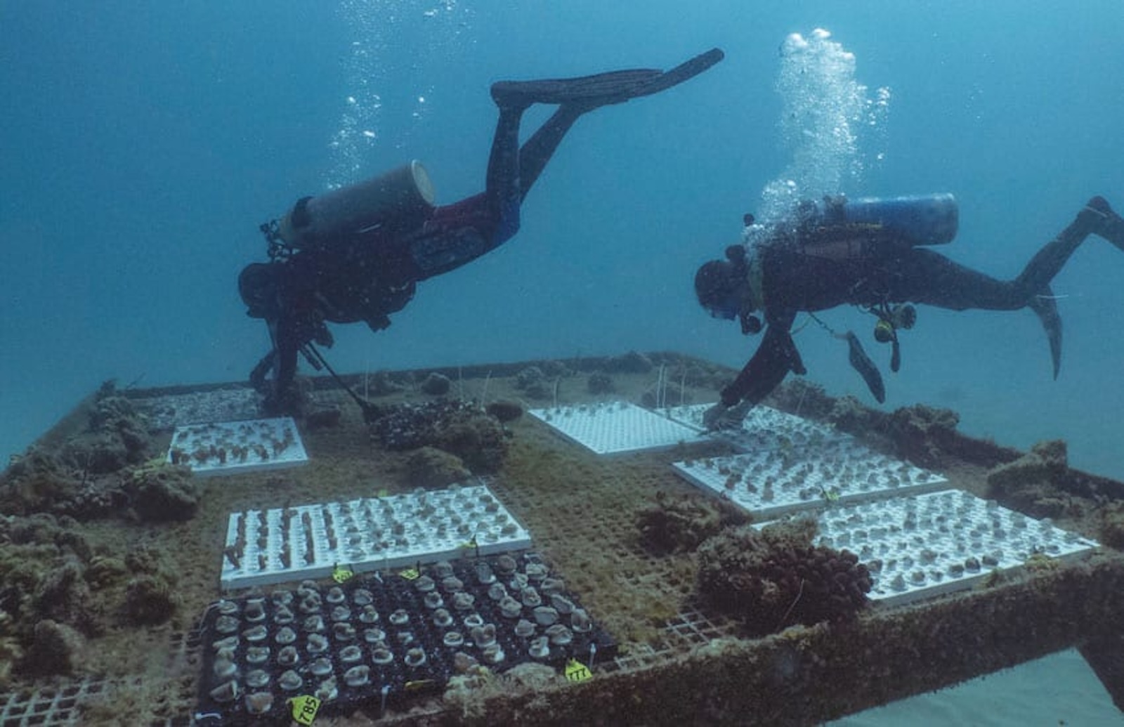 A coral table in Maunalua Bay that stores corals of opportunity and coral fragments until they are ready for outplanting onto the reef. The divers are attaching the fragment racks to the dive table for safe keeping. - Photo: Blake Nowack