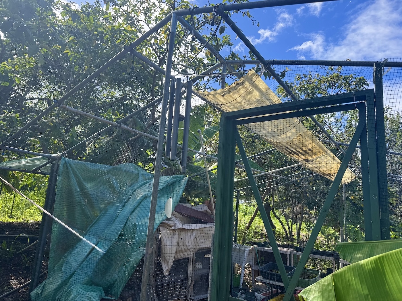 Heavy winds in March blew the roofs off the farm's nursery and greenhouse. Chang estimates that structural repairs will cost upwards of $2,500.