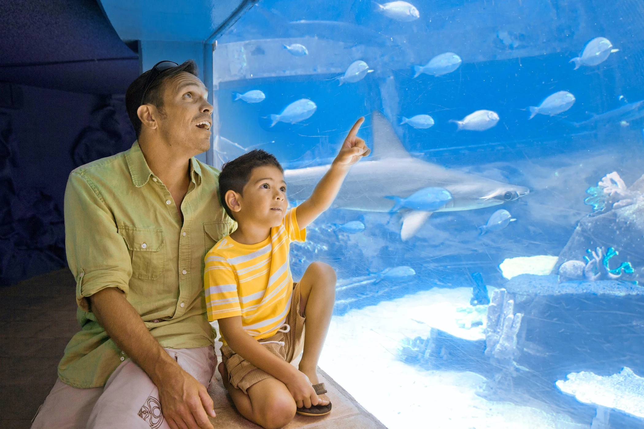Sea Life Park’s Manō Week Festival runs from July 21 to July 27.