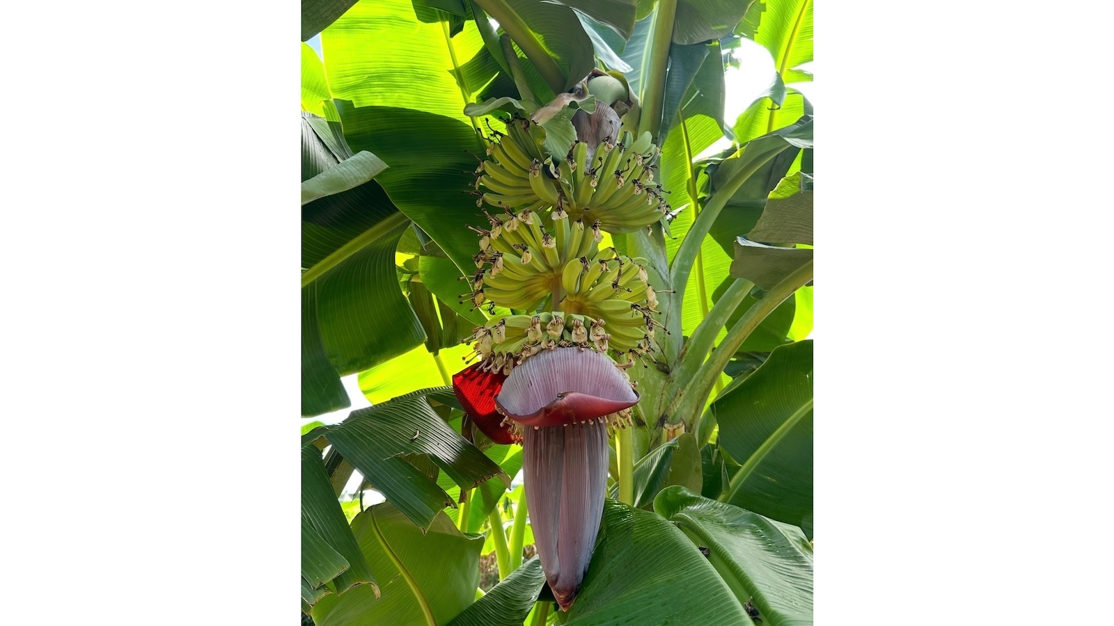 bananas