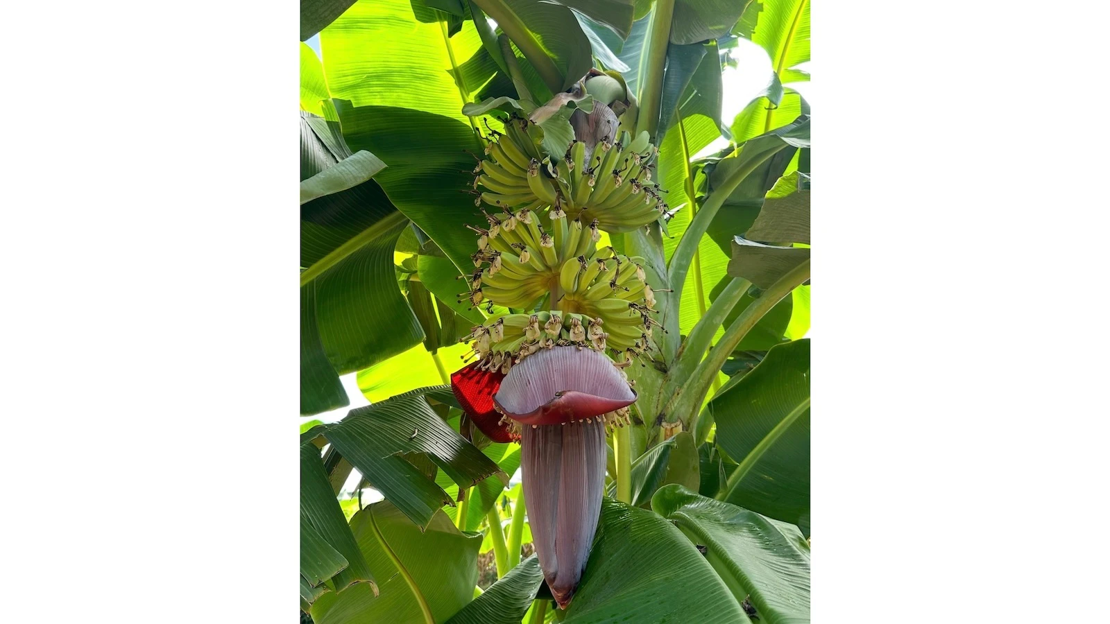 bananas