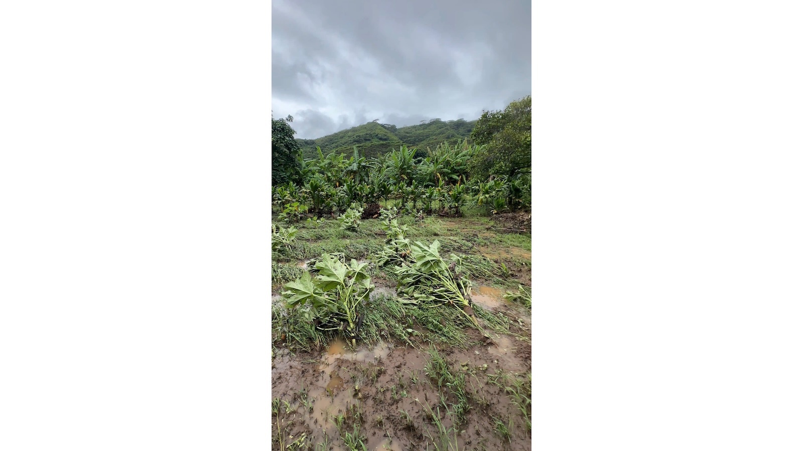 farm damage