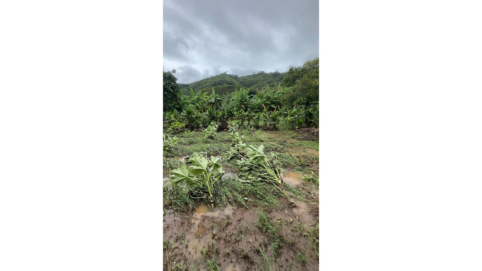farm damage
