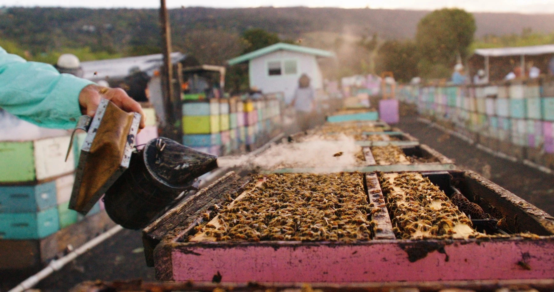 This shot is one of many in the 10-minute documentary called “The Kona Beekeeper Legacy Project.”