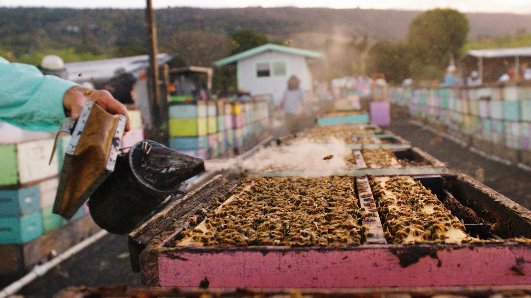 Hawai‘i Island abuzz about bees