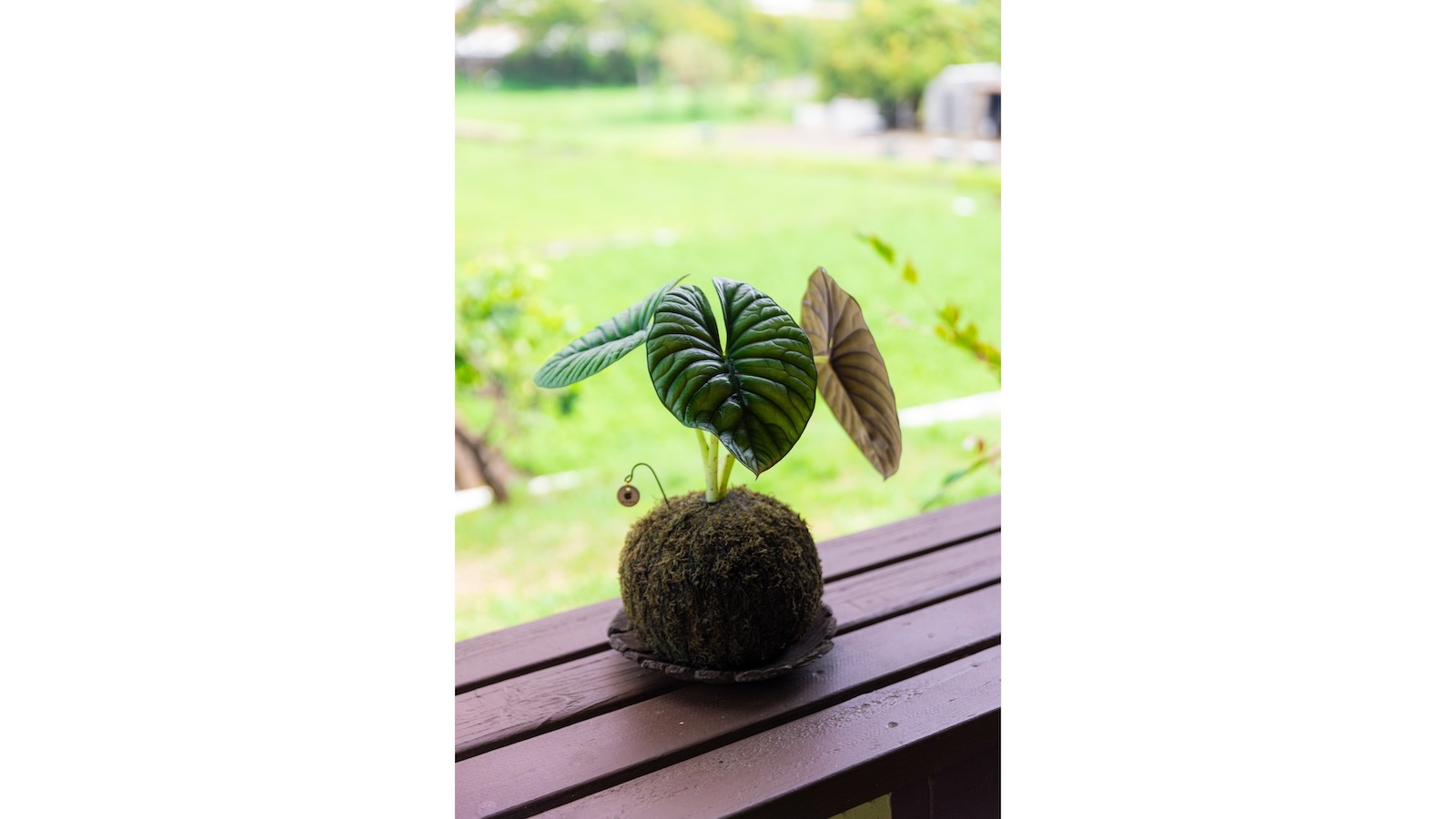 kokedama