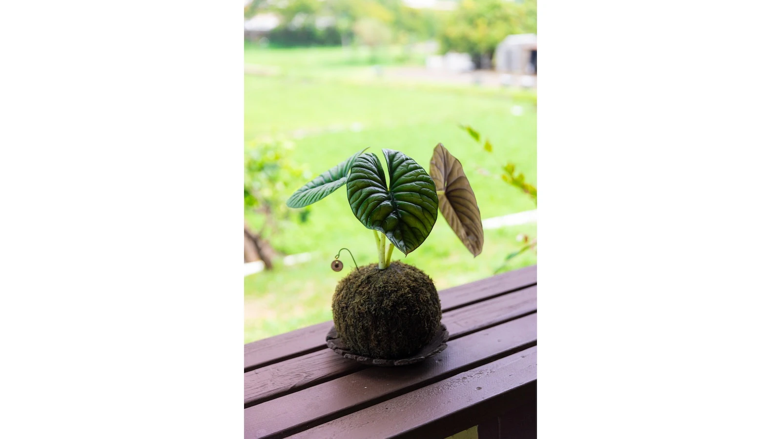 kokedama