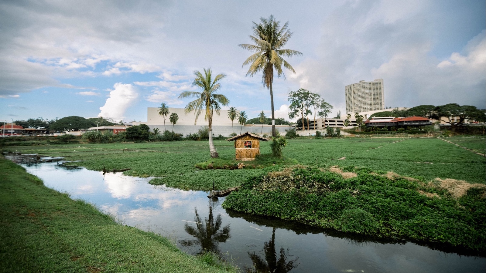 Sumida Farm watercress