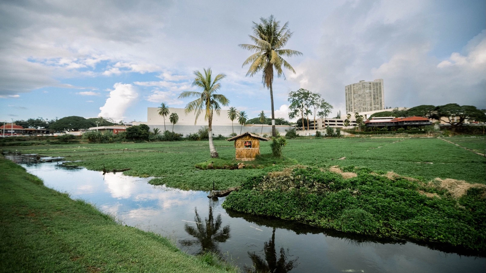 Sumida Farm watercress
