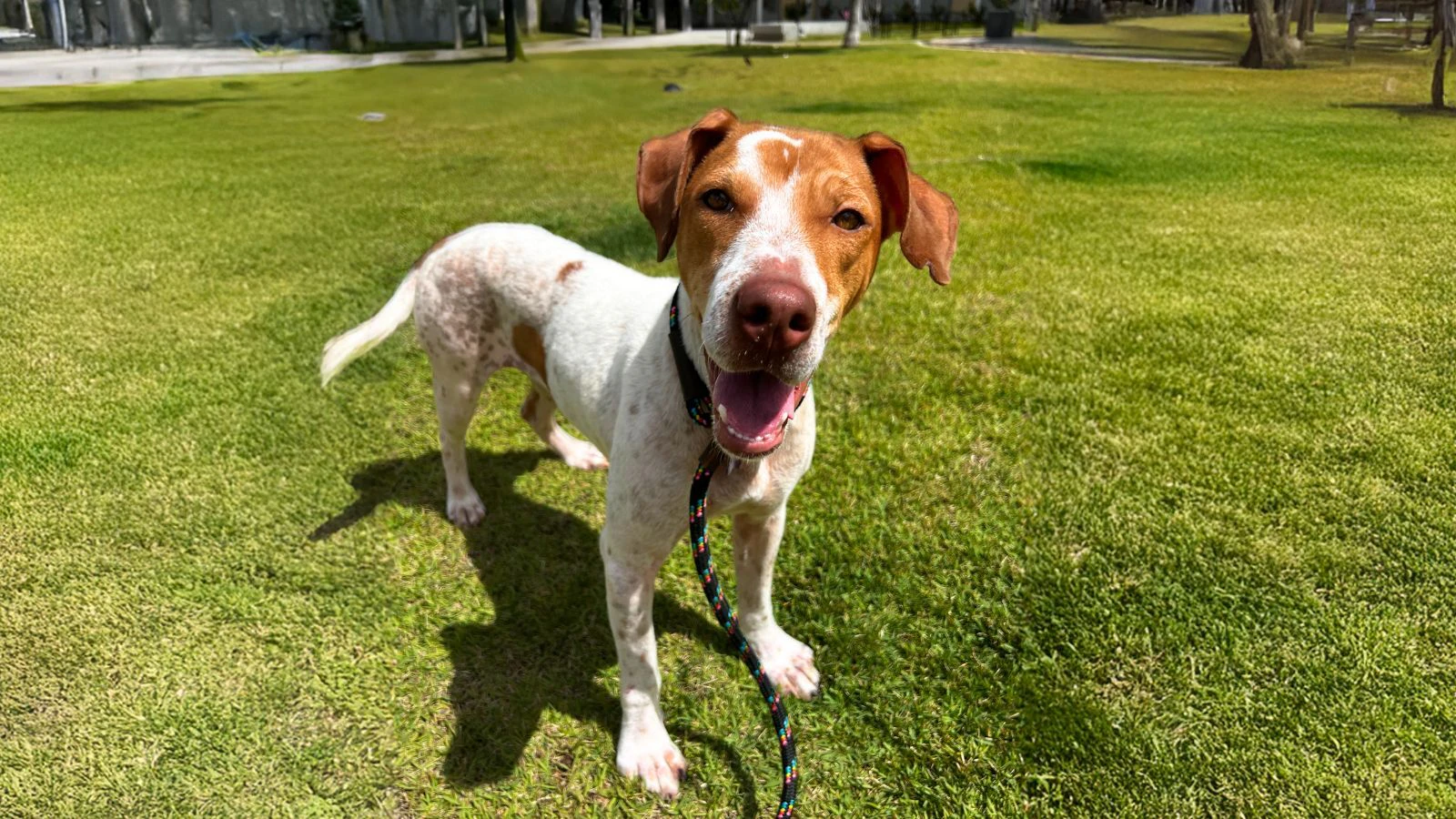 Adopt-a-Pet May, 9, 2025: Meet Toni, a cute couch potato who loves a good adventure