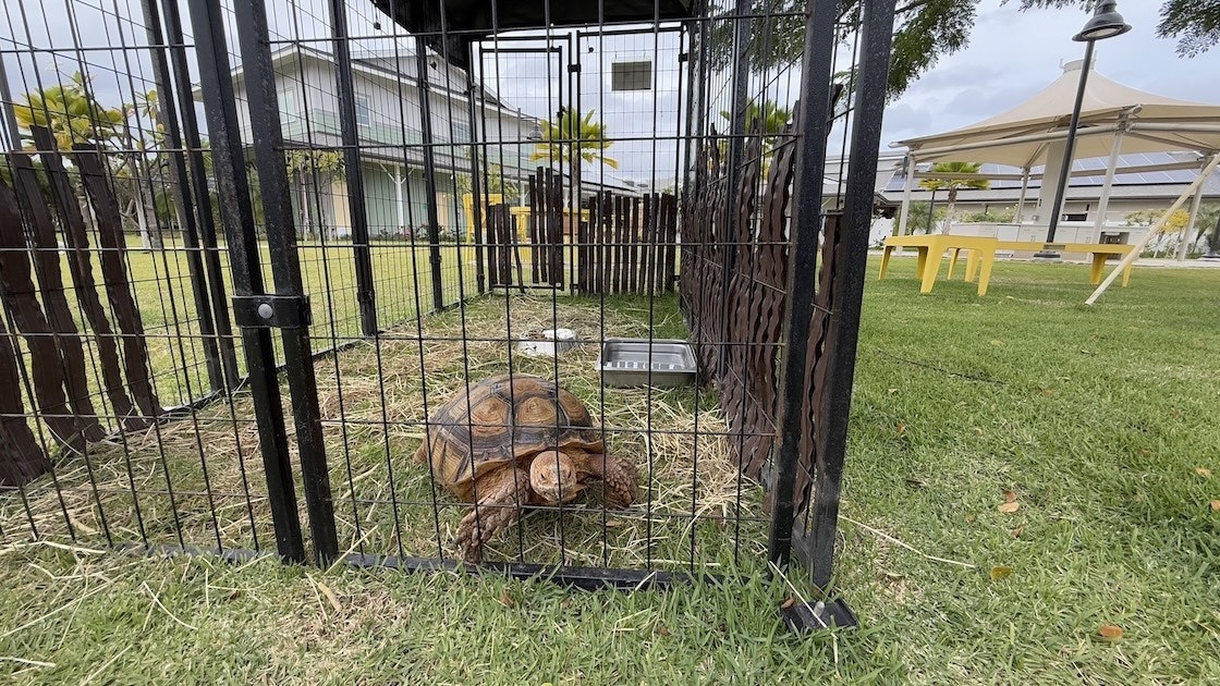 A tortoise outside in a cage on a gray day.