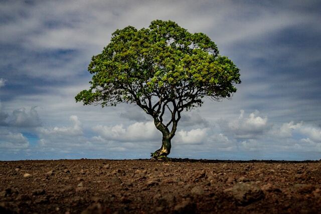A lone tree on the Keanae Peninsula lookout on the Road to Hāna in Maui. Photo by Kameron Kincade (2021).