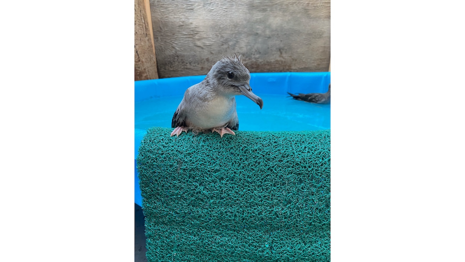 An ʻuaʻu kani, or wedge-tailed shearwater.