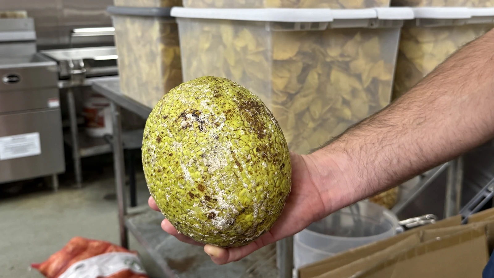 breadfruit