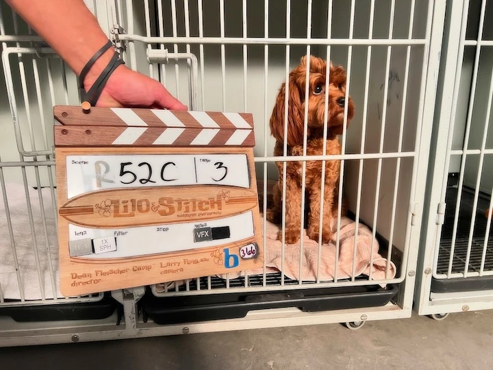 Cookie, owned by Vanessa Lachey of NCIS: Hawaiʻi, was also featured as one of the dogs at the shelter with Stitch in Disney’s live action “Lilo & Stitch” movie.