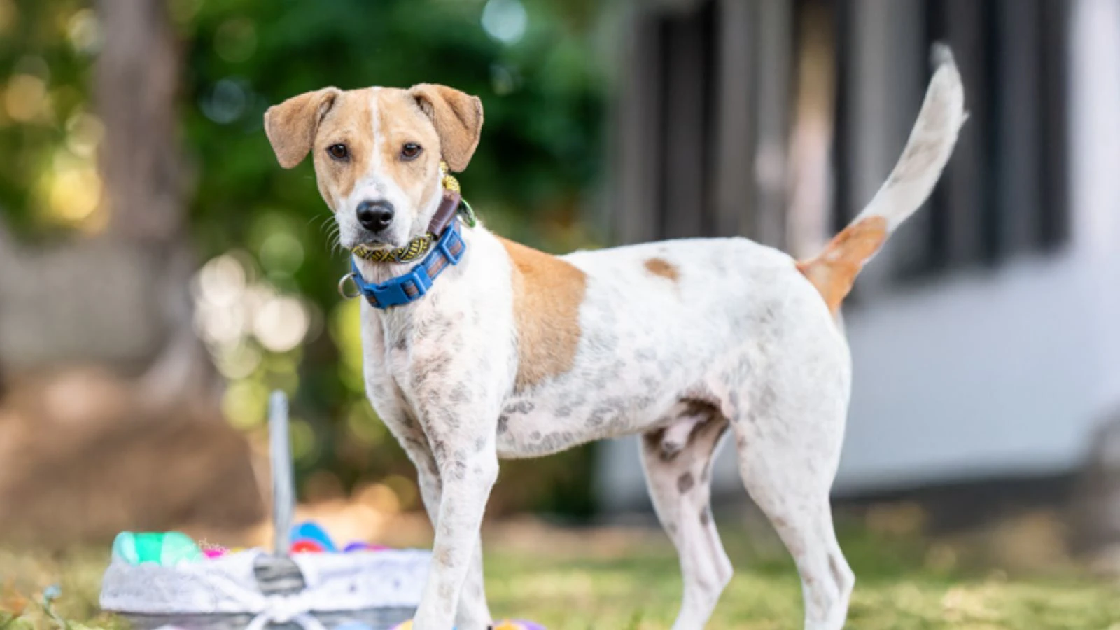 Adopt A-Pet April 8, 2025: Uno is the one for you