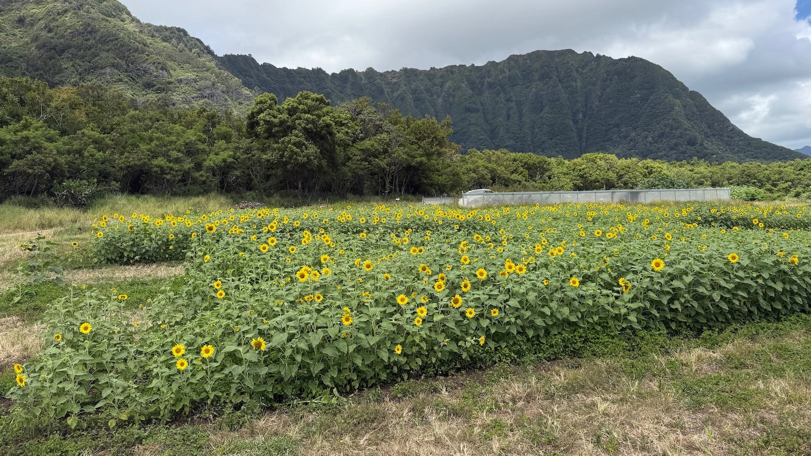 sunflower field