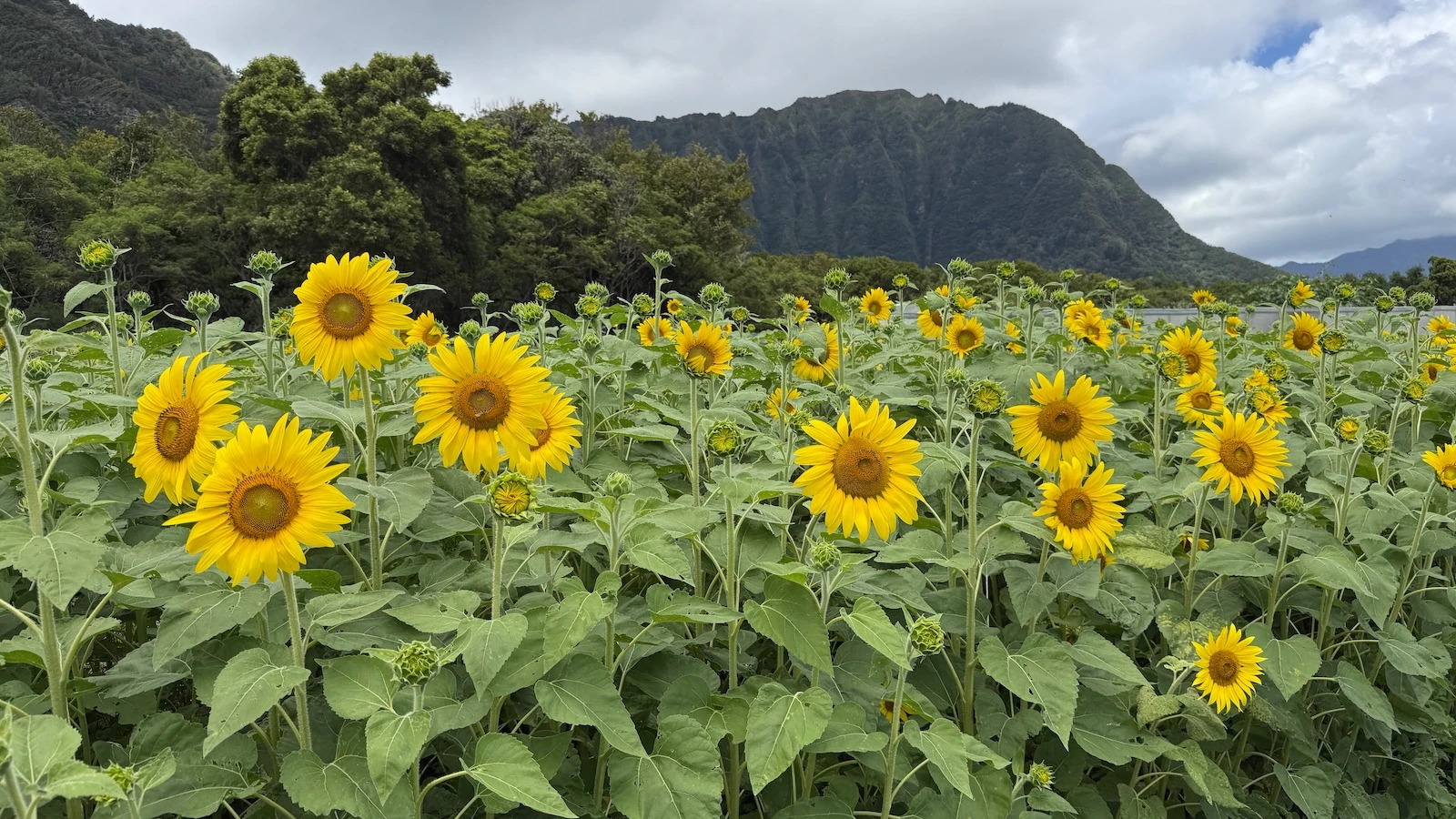 sunflower fields