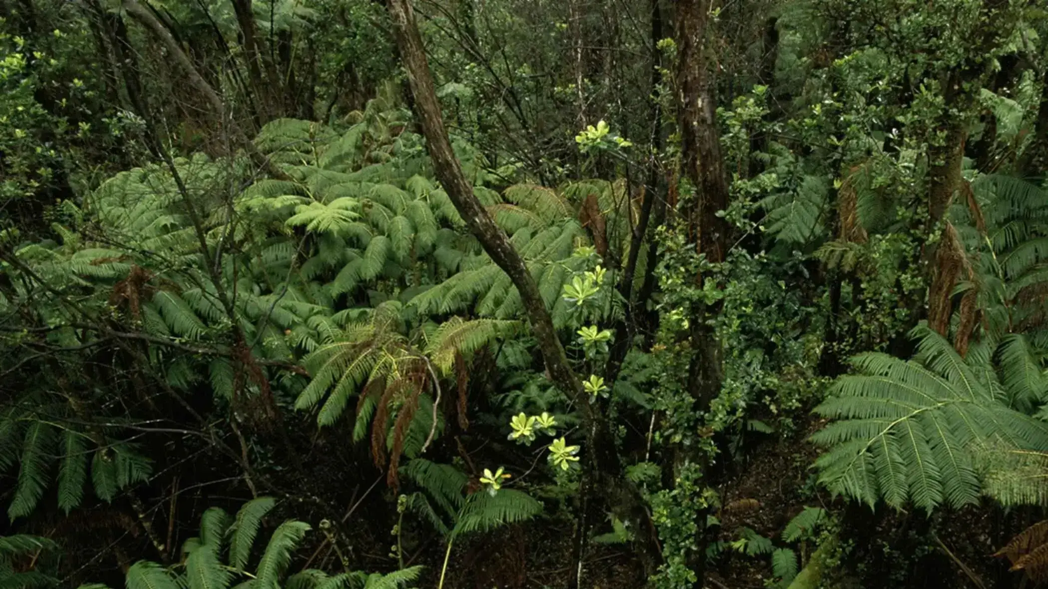 Nonprofit plants native trees
