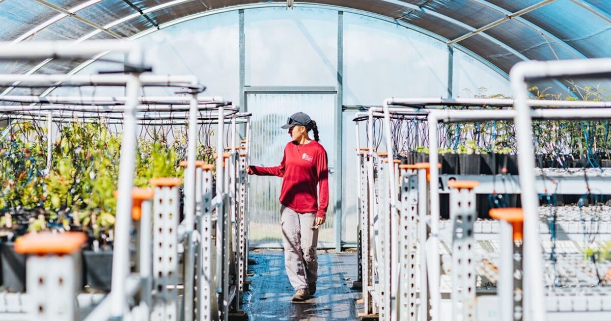 Volunteer at fire restoration nursery in Kula this Friday Volunteer at fire restoration nursery in Kula this Friday