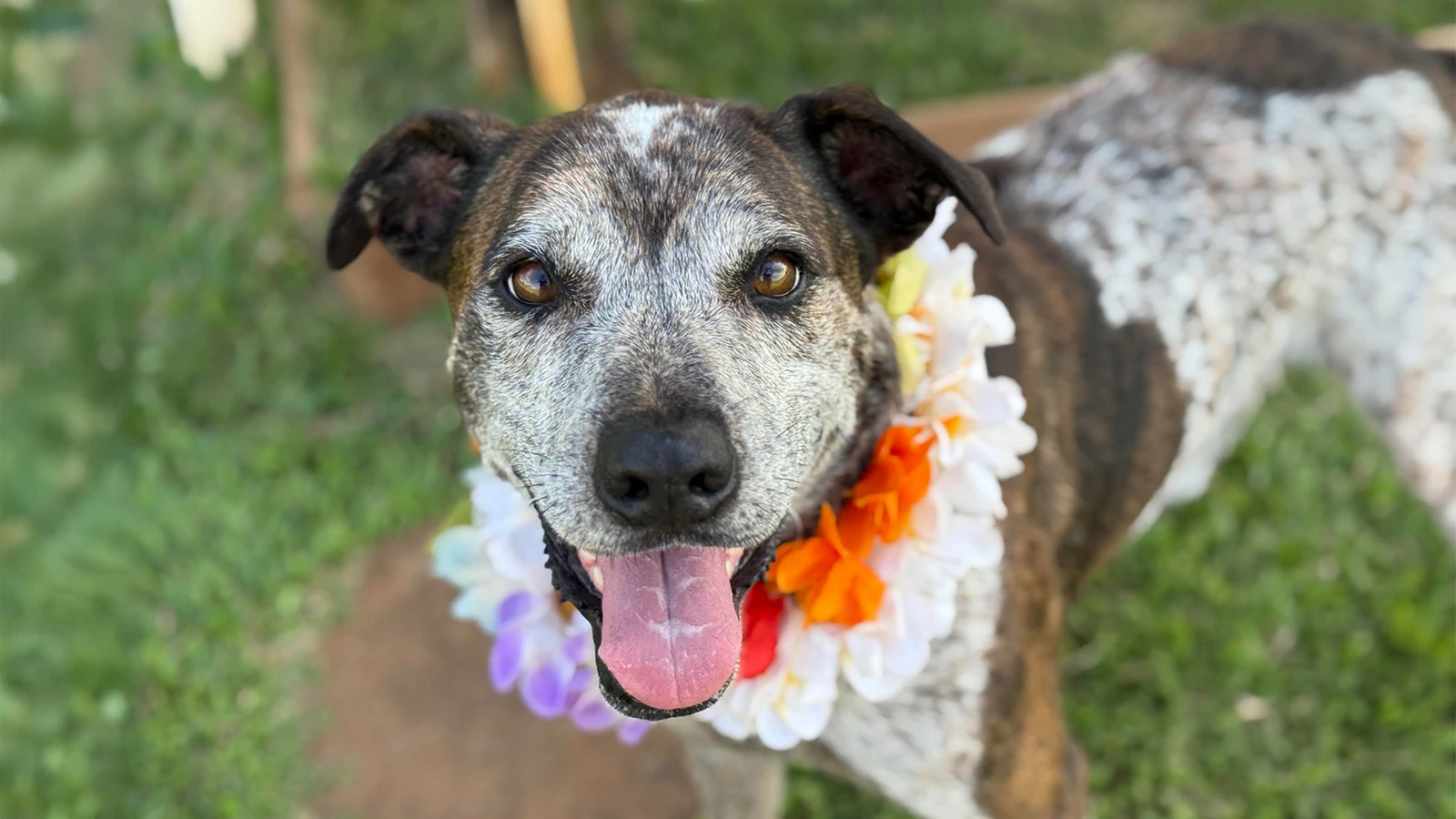 Adopt-a-Pet July 31, 2025: Axle has a big heart and goofy personality