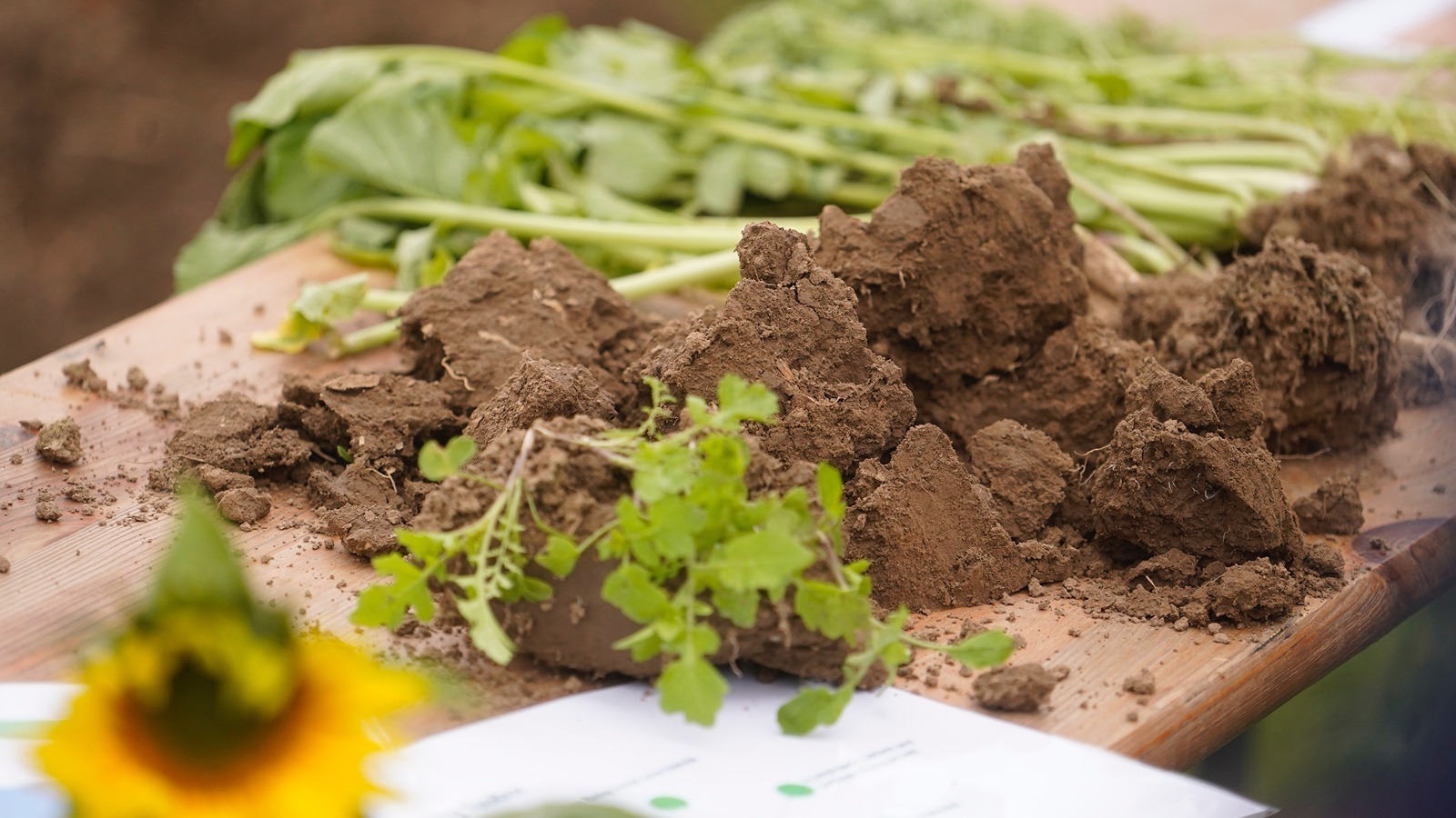 Soil.