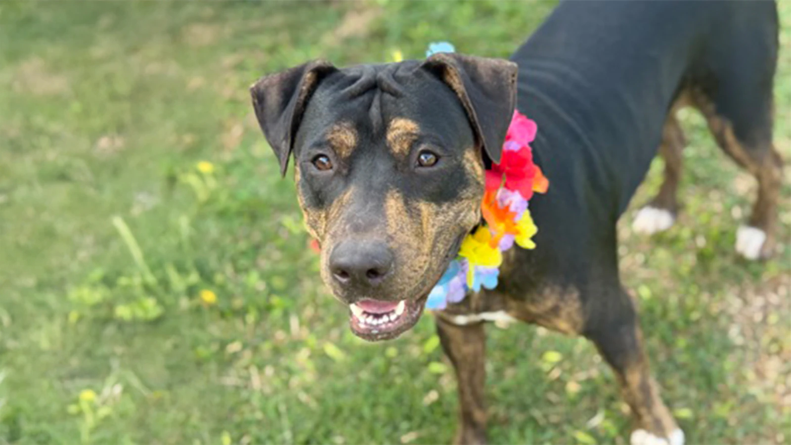 Adopt Bee-Boop today at Maui Humane Society.