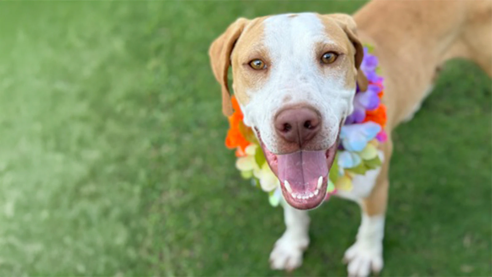 Adopt-a-Pet July 3, 2025: Cheddar makes life better!