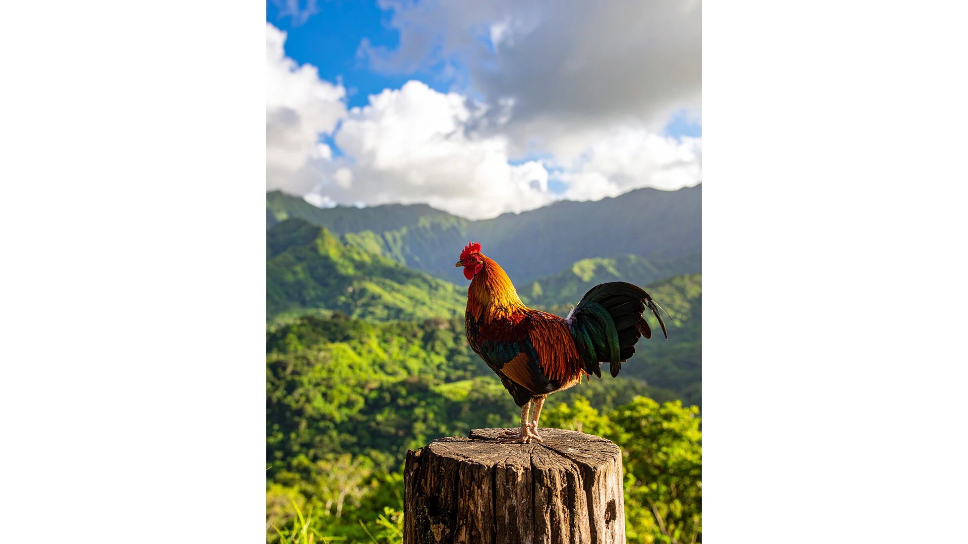 Hawai‘i Scene on Social: Straight from the coop