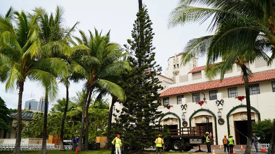 Decorations are underway outside Honolulu Hale ahead of the opening night of Honolulu City Lights.