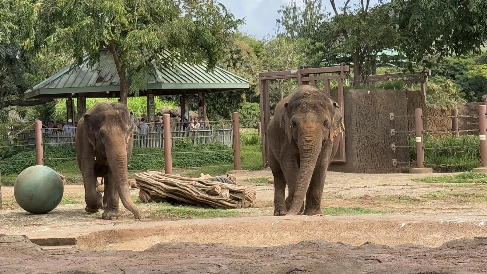 Elephants at the Honolulu Zoo.