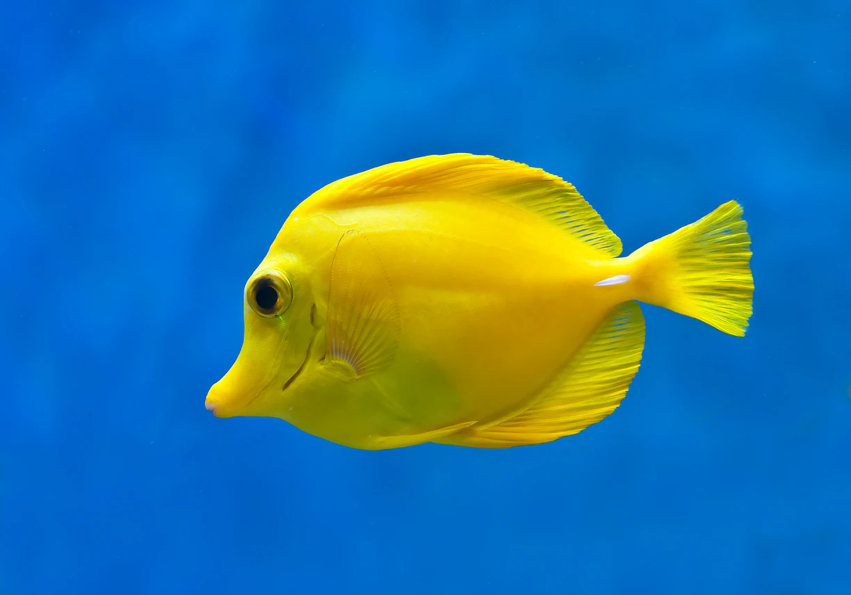 Yellow Tang