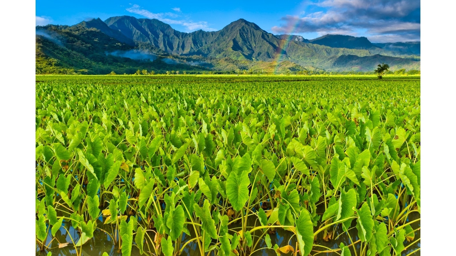 Taro growing on Kaua‘i.