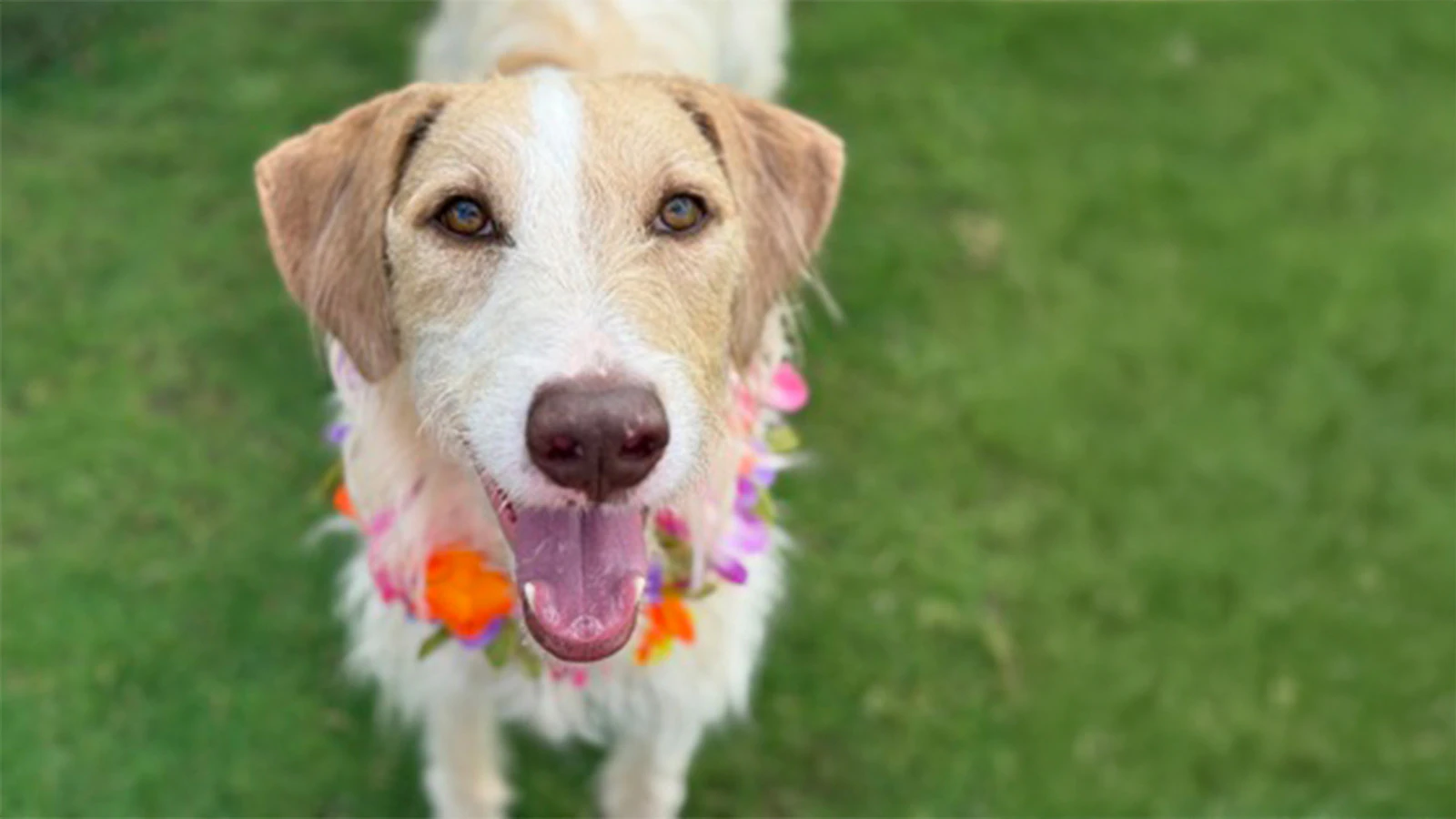 Adopt-a-Pet April 30, 2025: Kau'i Boy, the explorer, from Maui Humane Society
