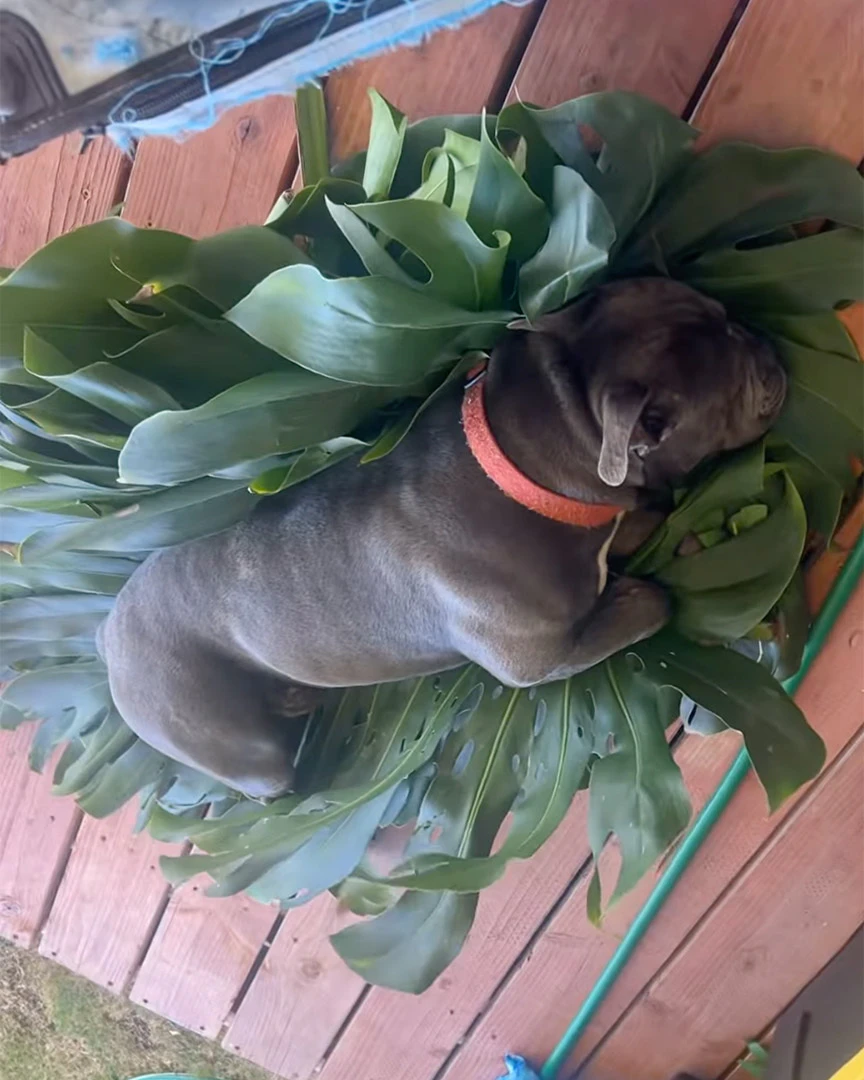 Hawai‘i Scene on Social: Lazy days