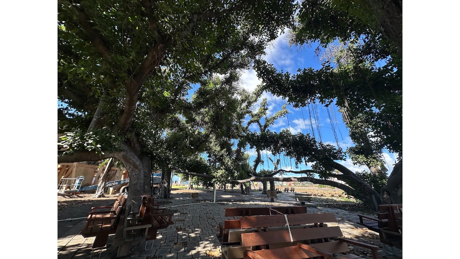 The Lahaina banyan tree is pictured here on Dec. 31, 2024.