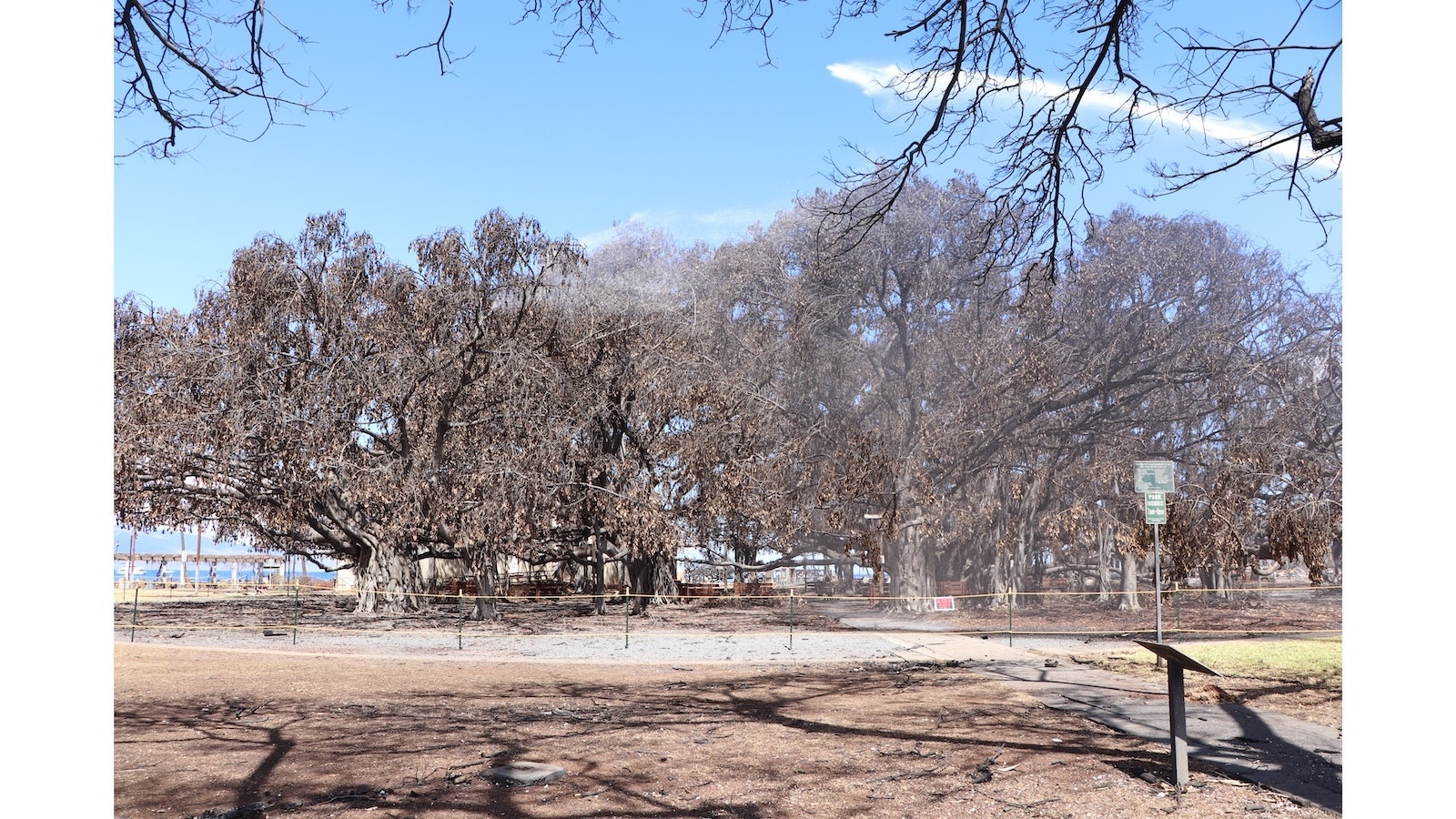 Lahaina's famed banyan tree is pictured here days after it was severely damaged in a wildfire that destroyed the surrounding community.