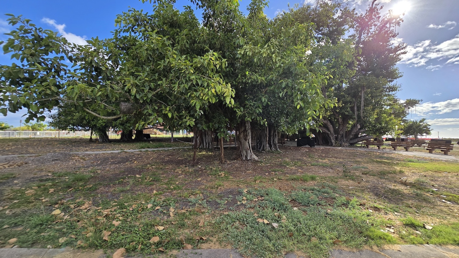The Lahaina banyan tree