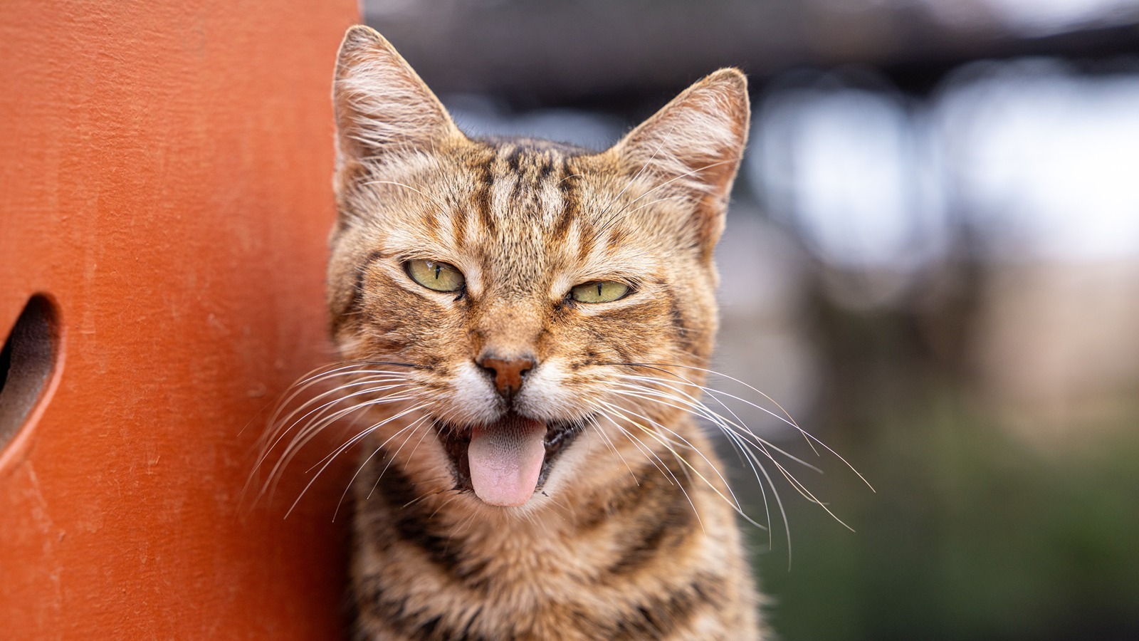 A cat at Lāna‘i Cat Sanctuary.