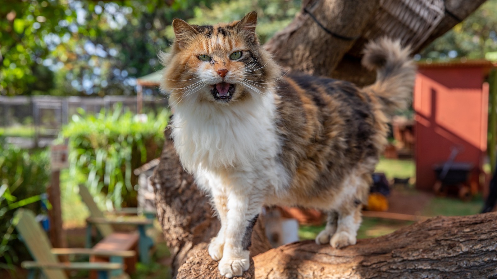 A cat at Lāna‘i Cat Sanctuary.