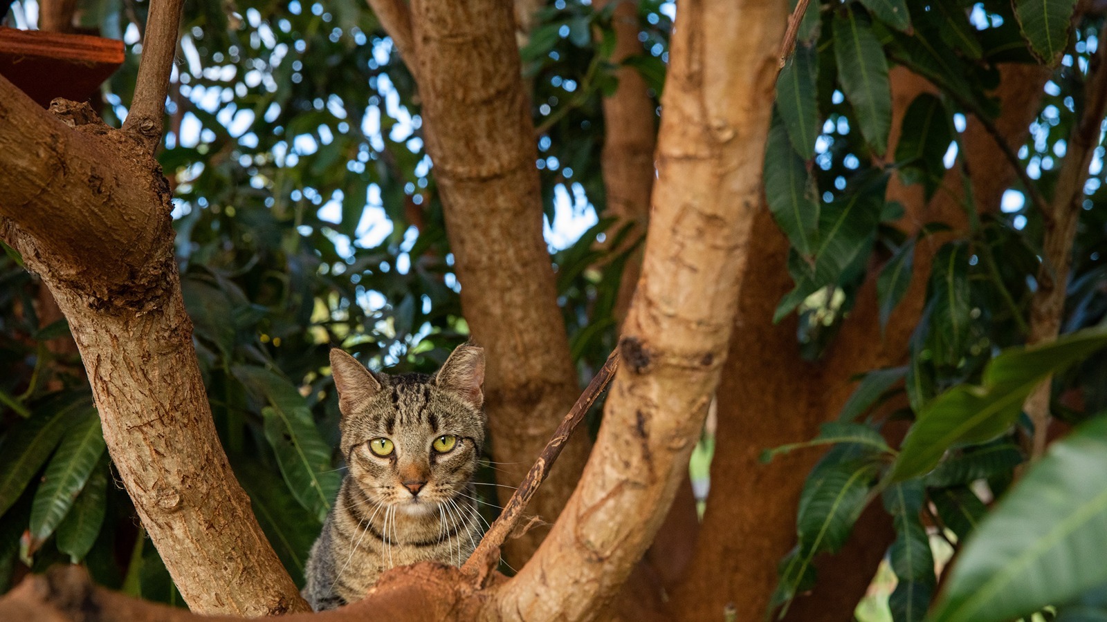 A cat in a tree.