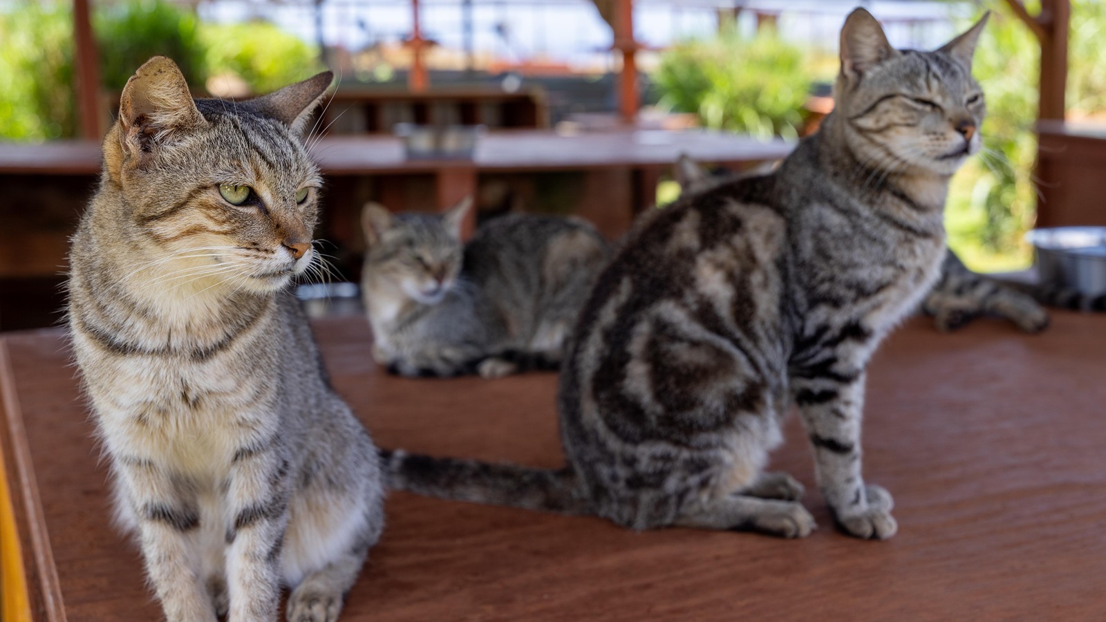 Some of the cats at Lāna‘i Cat Sanctuary.