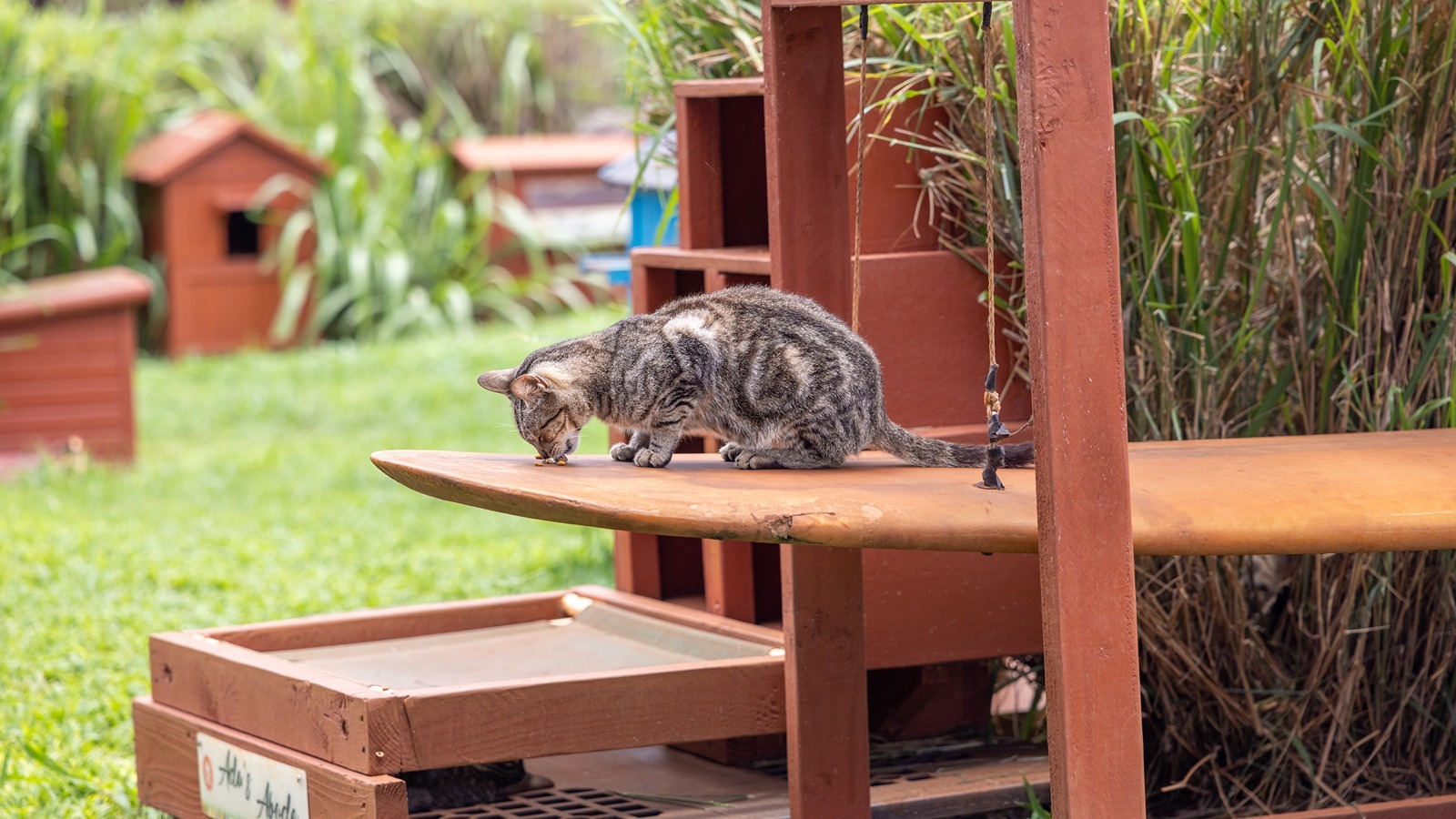 A cat at Lāna‘i Cat Sanctuary.