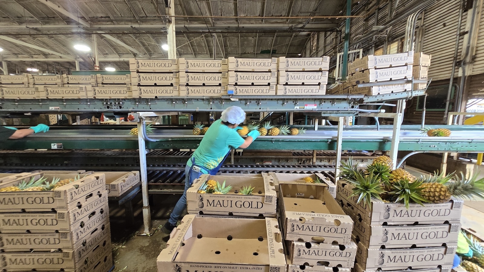 Maui Gold Pineapple processing facility in Hali‘imaile.